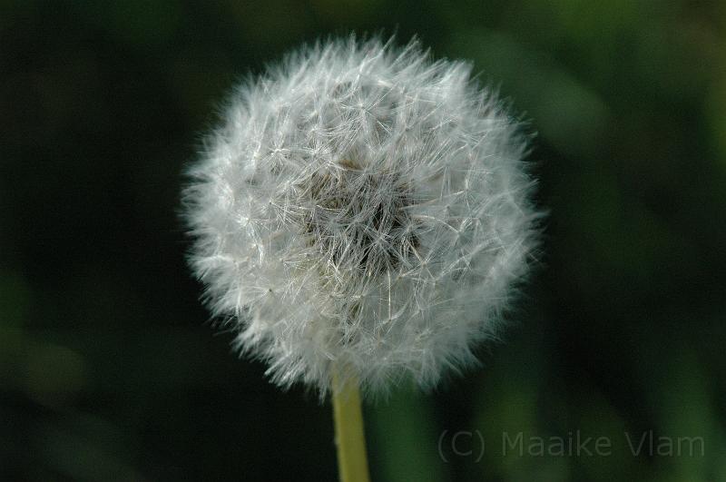 dandelion.jpg - (C) M. Vlam 2005:maaike.vlam@gmail.com
