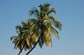 palmbomen